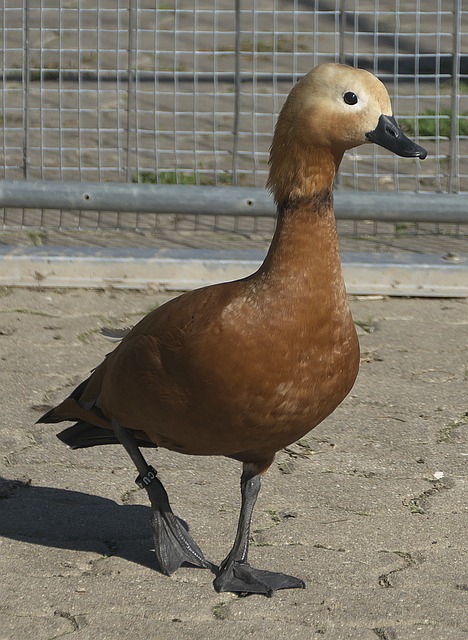 來看